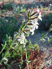silene gallica